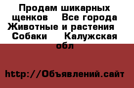 Продам шикарных щенков  - Все города Животные и растения » Собаки   . Калужская обл.